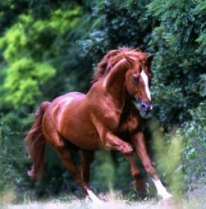 Obrazek
